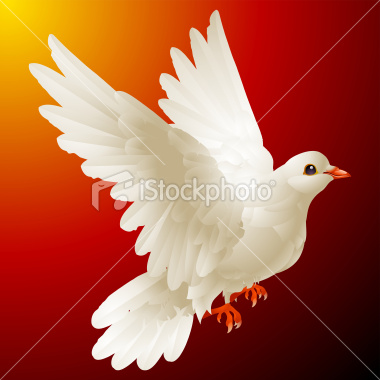 Vector white dove