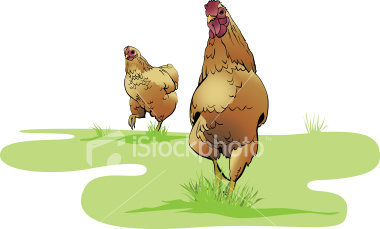 Two happy free-range chickens wandering around. Vector - change size and colour to suit.