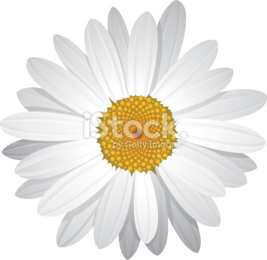 Realistic vector illustration of daisy. Arrange the petals according to desire to create innumerable variations of this flower. See All My Flower Images: [url=http://www.istockphoto.com/file_search.php?action=file&lightboxID=7825306][img]http://www.p
