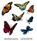 set of different butterflies...