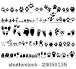 biggest collection of animal...