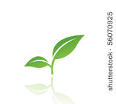 green leaf isolated on white