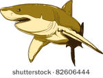 vector shark