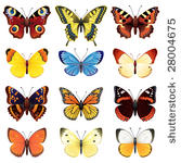vector illustration   butterfly ...
