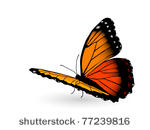beautiful orange butterfly on...