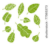 set of leaf sketch for you...