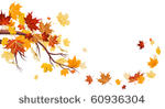 maple leaves