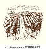 vineyard