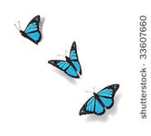 butterfly in motion