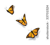 butterfly in motion