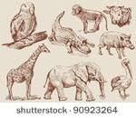 wild animals