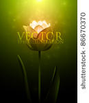 vector flower illustration