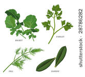 clip arts of herbs