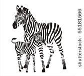 zebras
