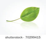 isolated photorealistic green...