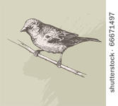 vintage hand drawn   sparrow