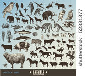 vector set  animals  ...