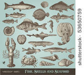 vector set  fish  shells and...