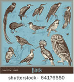 vector set  birds   variety of...