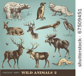vector set  wild animals  2 