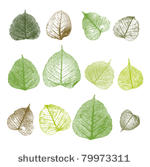 vector leafs  isolated