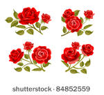 vector roses