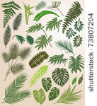 silhouette of tropical leaves
