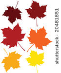 vector illustration of a maple...