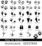 collection of animal and bird...