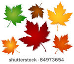 eps 10 maple leaves in a...