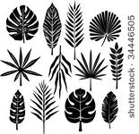 tropical  leaf