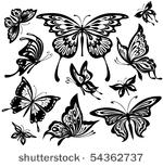 black and white butterflies