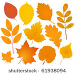 autumn leaves collection