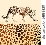 background from leopard