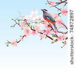 blossoming cherry tree with...