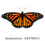 monarch butterfly