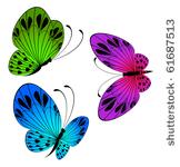 beautiful butterfly for a design