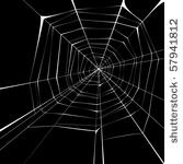 spider web