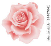 isolated beautiful pink rose on ...