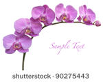 orchid flower background