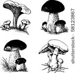 mushrooms