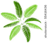 set of palm leaves. vector....