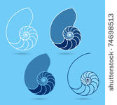 nautilus shells. vector.