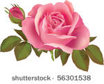 pink rose  illustration. at...