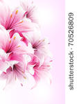 lilies flower vector