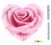 pink rose in the shape of heart
