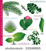 tropical leaves collection
