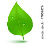 green leaf with drops of water. ...