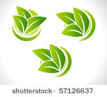 leaf illustration set