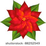 red poinsettia isolated over...